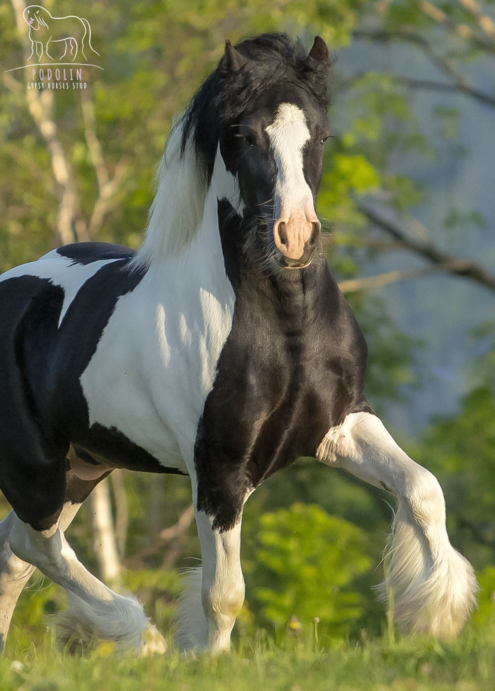 Piebald Gypsy Cob Stallion